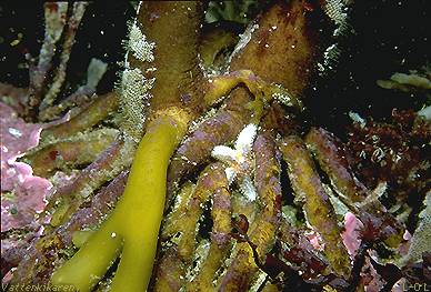 Variety amongst the kelp