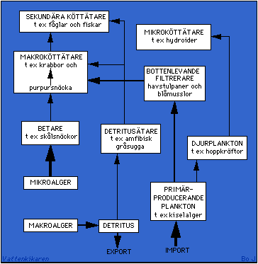 Näringsväv på exponerad klippstrand