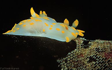 Polycera quadrilineata på Membranipora 15 kB