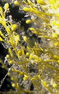 Sargassum muticum with diatoms