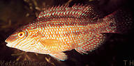 Corkwing wrasse