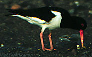 Oystercatcher