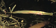 Pipefish