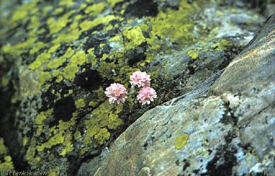 Thrift and lichens