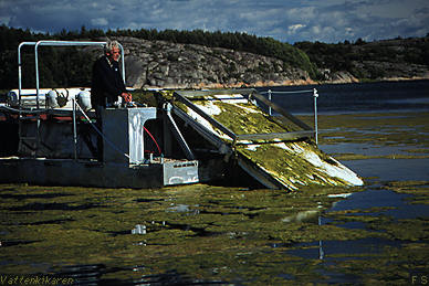 Alga harvest 