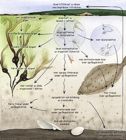 The effects of over-fertilization