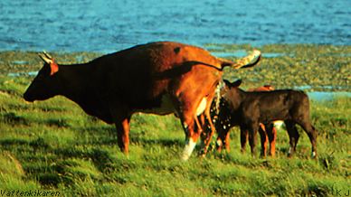 Cows having a pee