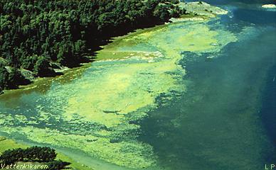 Over-fertilized bay seen from above