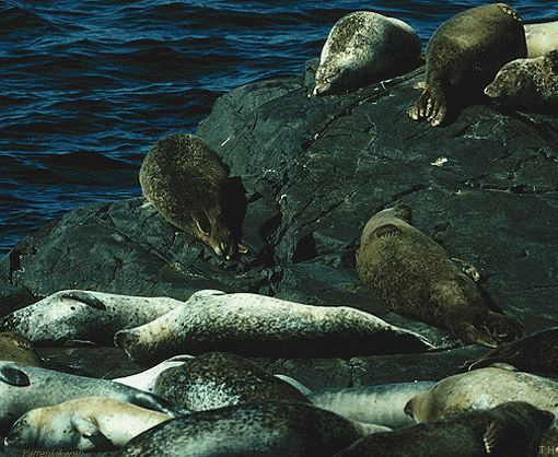 Sleeping seals